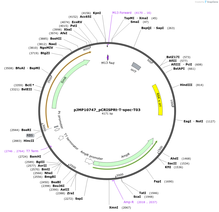 225840-plasmid-map-sequence-id-448361