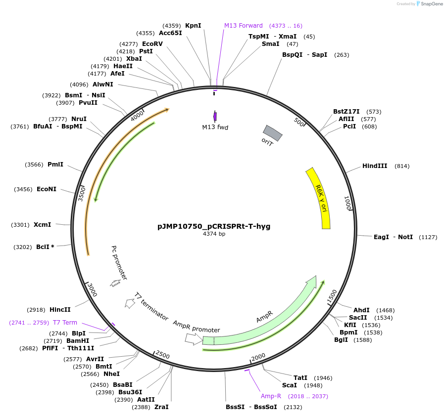 225843-plasmid-map-sequence-id-448362