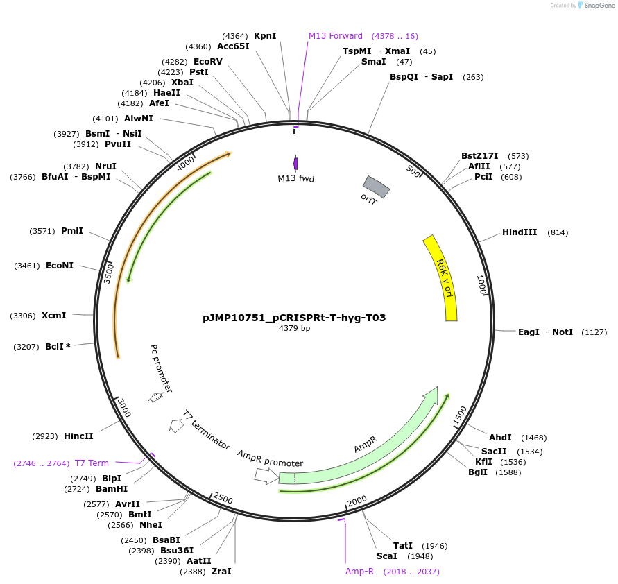 225844-plasmid-map-sequence-id-448363