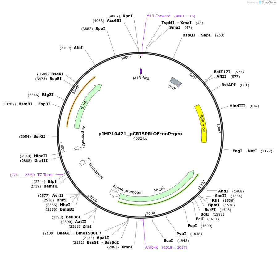 225845-plasmid-map-sequence-id-448365
