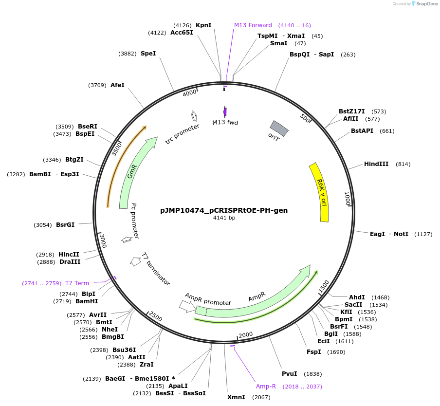225846-plasmid-map-sequence-id-448366