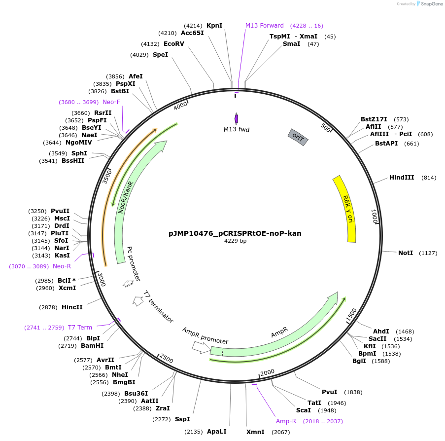 225848-plasmid-map-sequence-id-448367