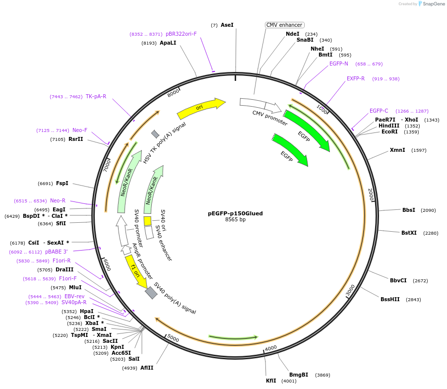 36154-plasmid-map-sequence-id-44837