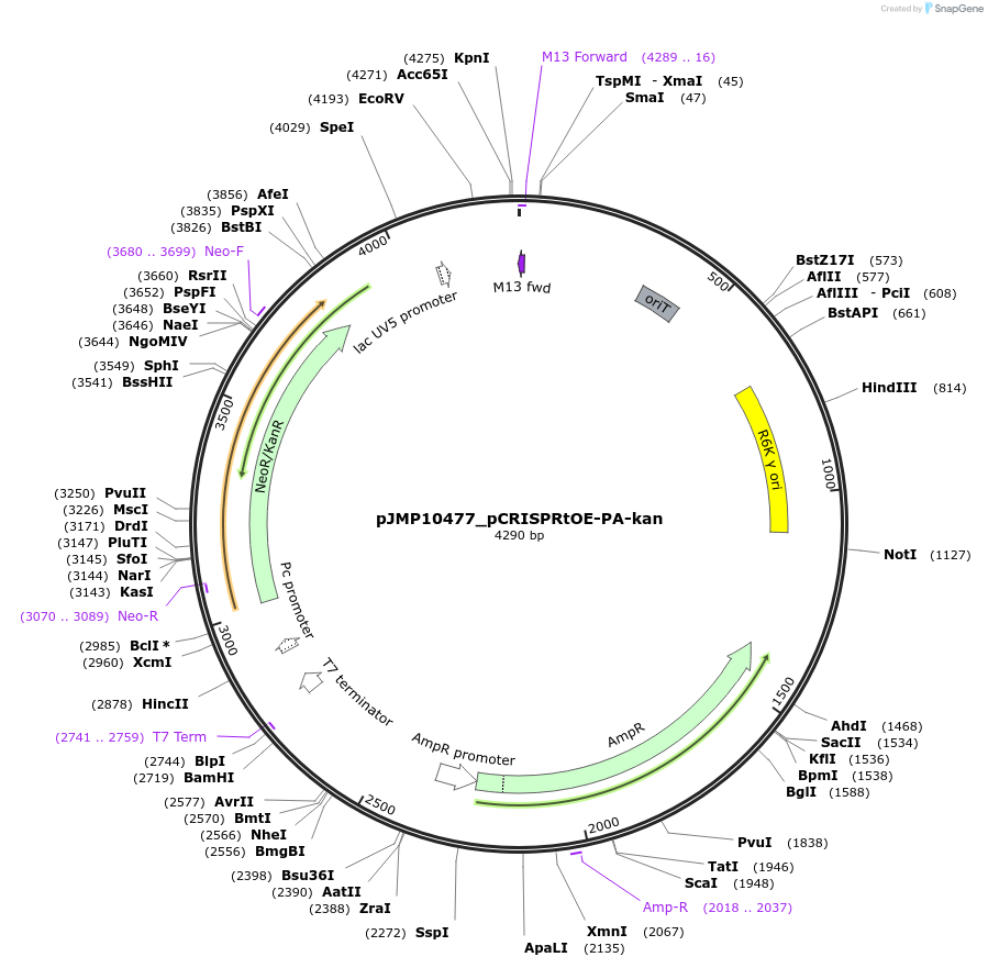 225849-plasmid-map-sequence-id-448371
