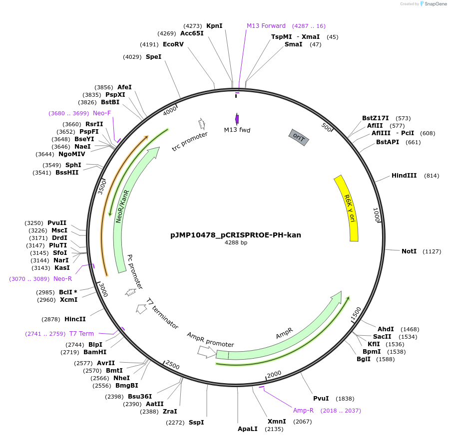 225850-plasmid-map-sequence-id-448372