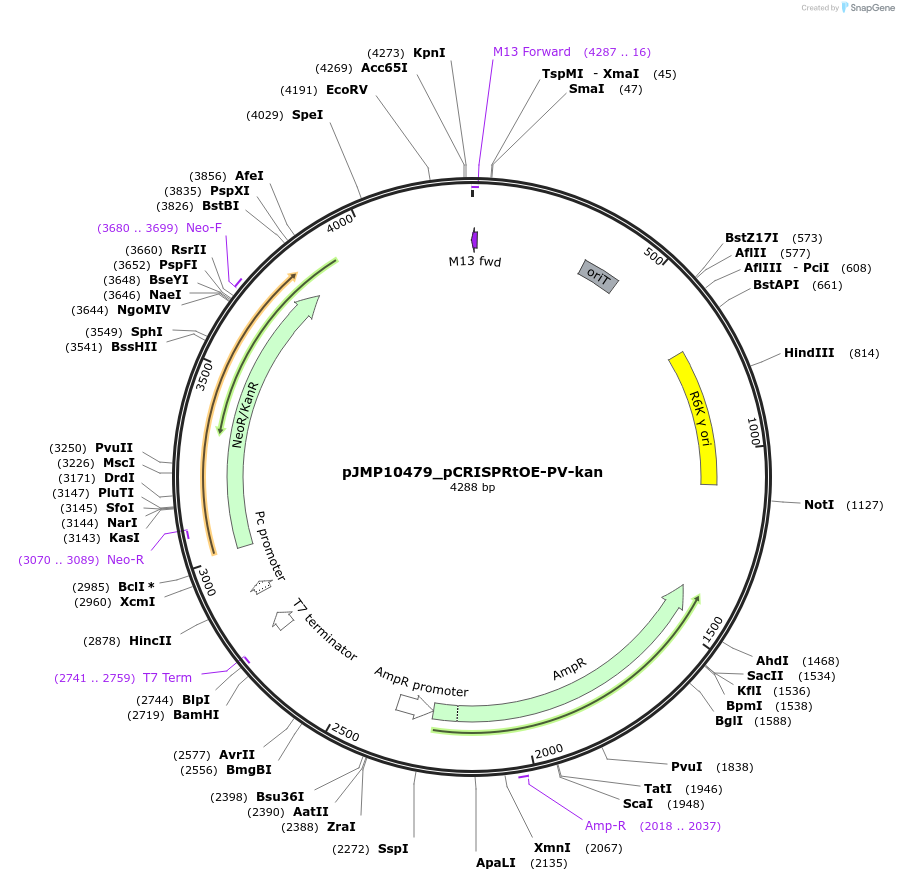225851-plasmid-map-sequence-id-448374