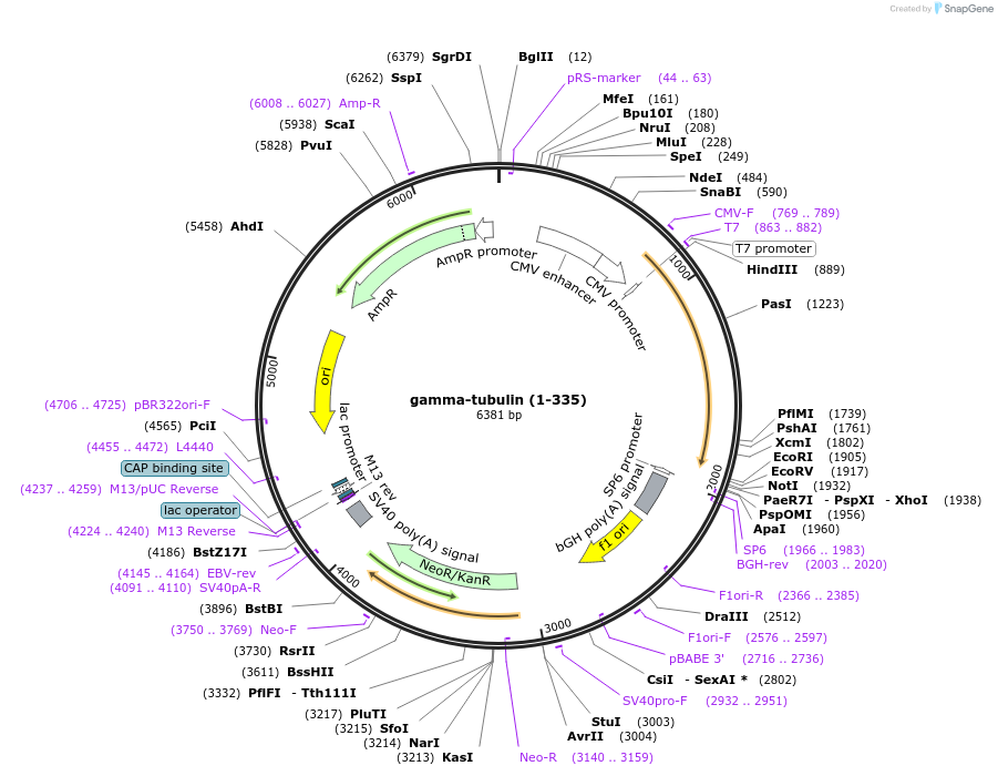 226519-plasmid-map-sequence-id-448377