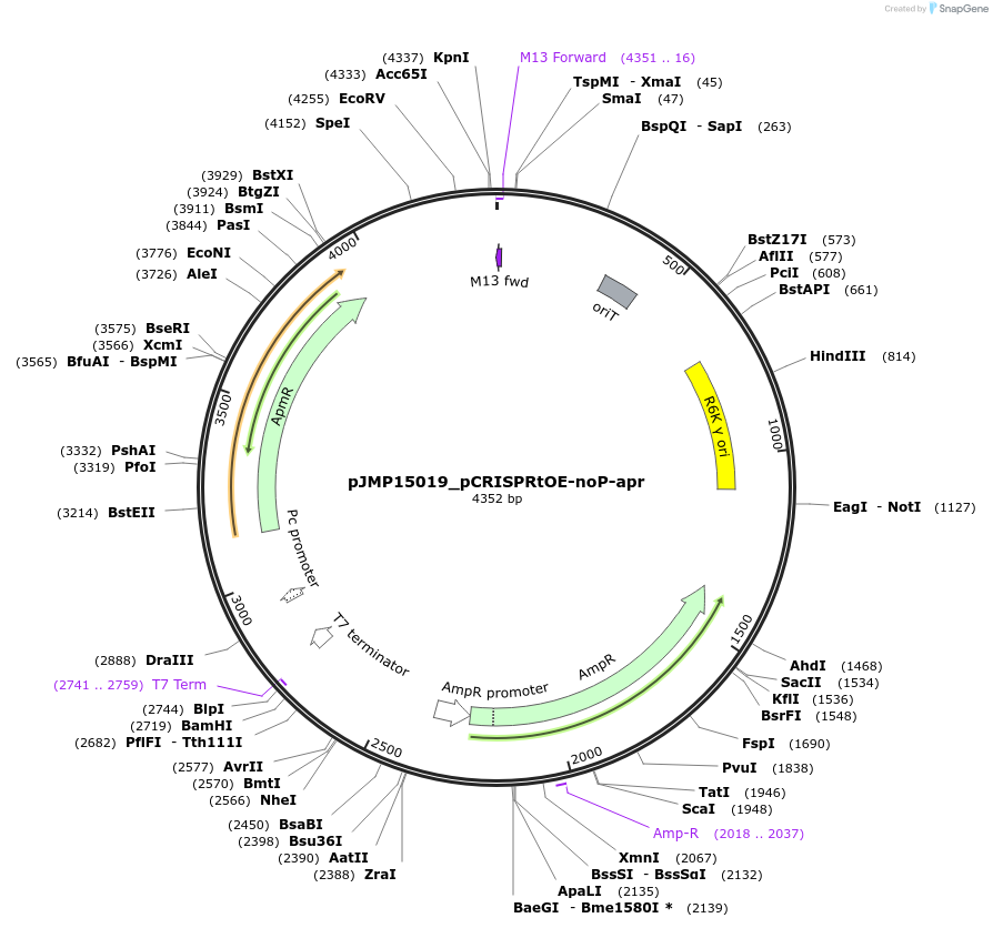 225853-plasmid-map-sequence-id-448378