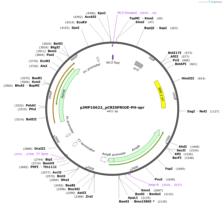 225854-plasmid-map-sequence-id-448379