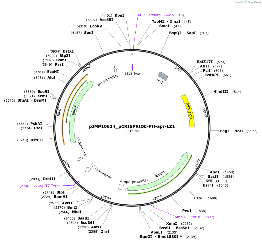 225855-plasmid-map-sequence-id-448381