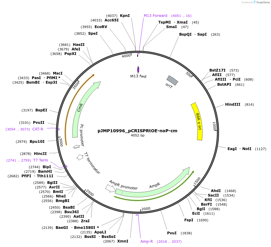 225856-plasmid-map-sequence-id-448382