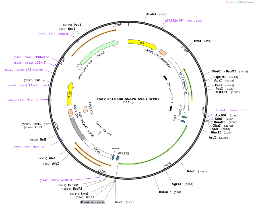 225708-plasmid-map-sequence-id-448386