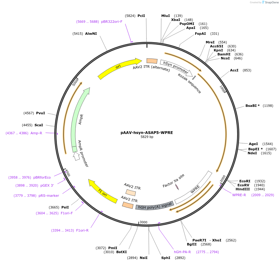 225709-plasmid-map-sequence-id-448387