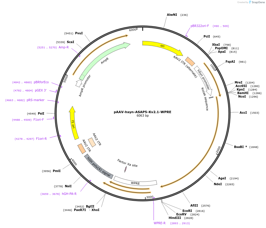 225707-plasmid-map-sequence-id-448388