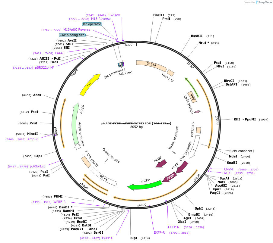 223758-plasmid-map-sequence-id-448390