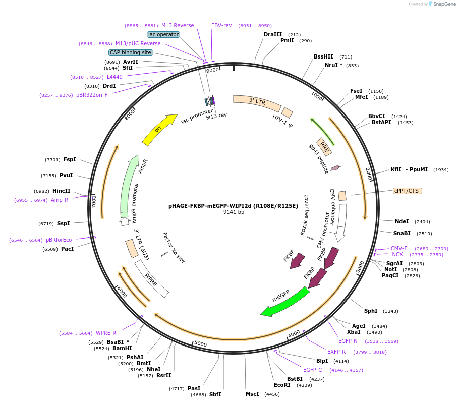 223770-plasmid-map-sequence-id-448393
