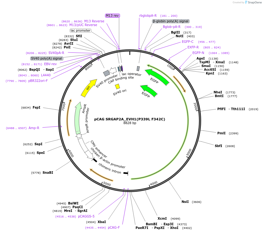 222613-plasmid-map-sequence-id-448399