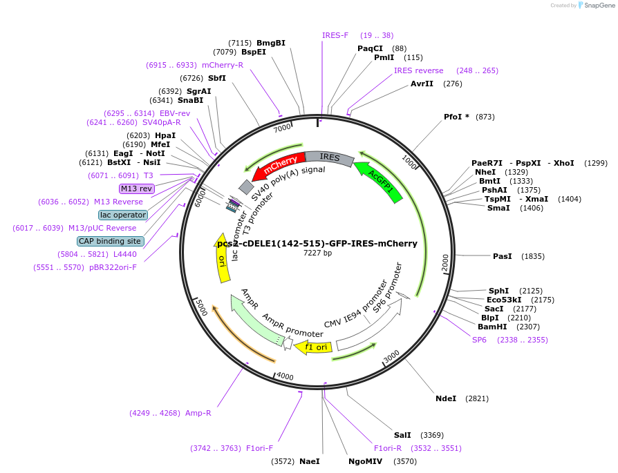 226102-plasmid-map-sequence-id-448403