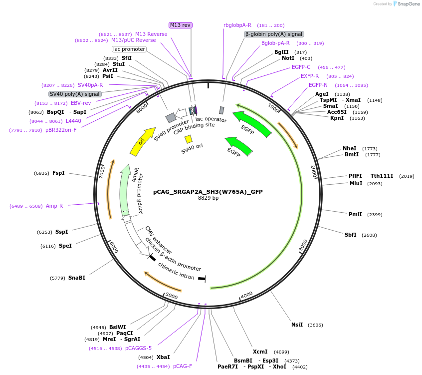 222616-plasmid-map-sequence-id-448404