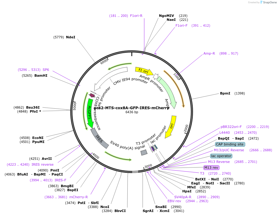 226103-plasmid-map-sequence-id-448406