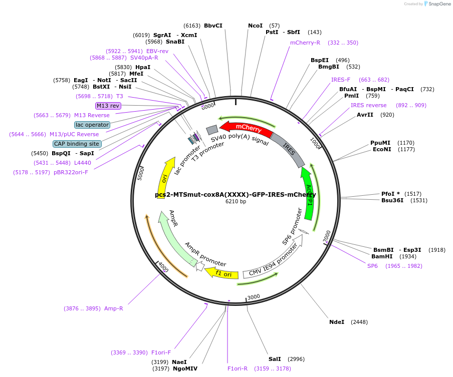 226104-plasmid-map-sequence-id-448409