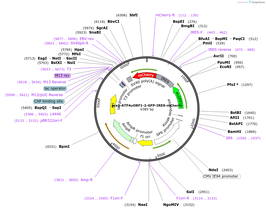 226105-plasmid-map-sequence-id-448414