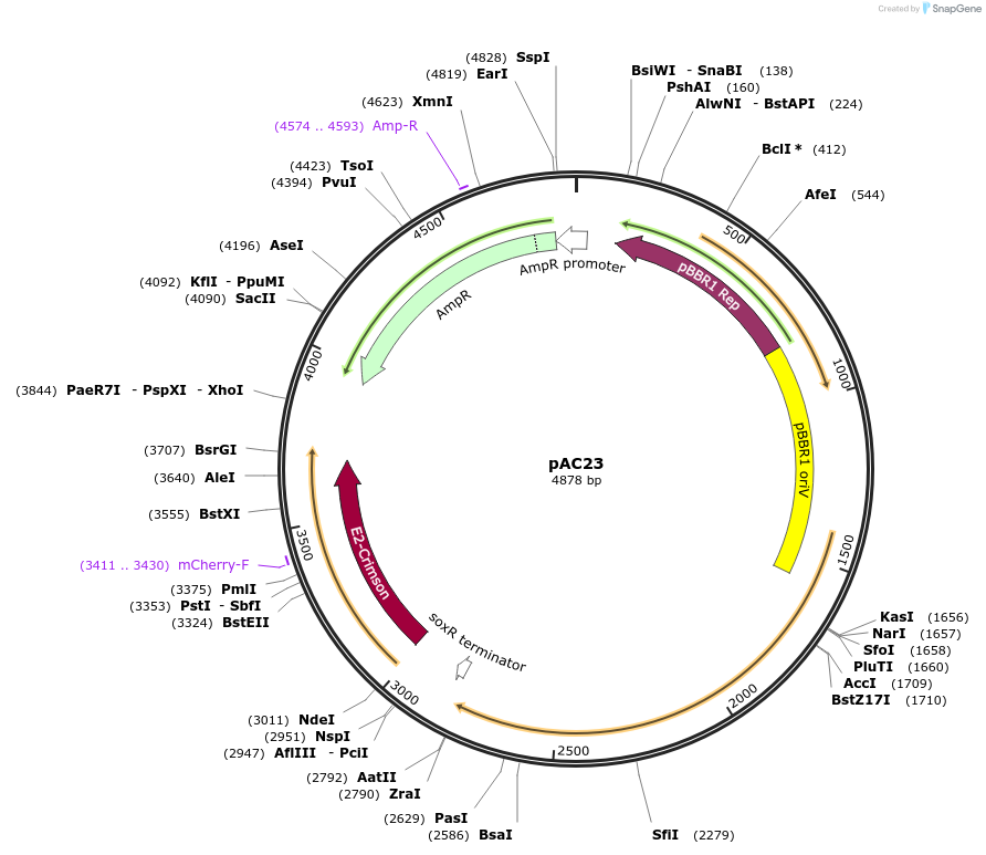 197409-plasmid-map-sequence-id-448420