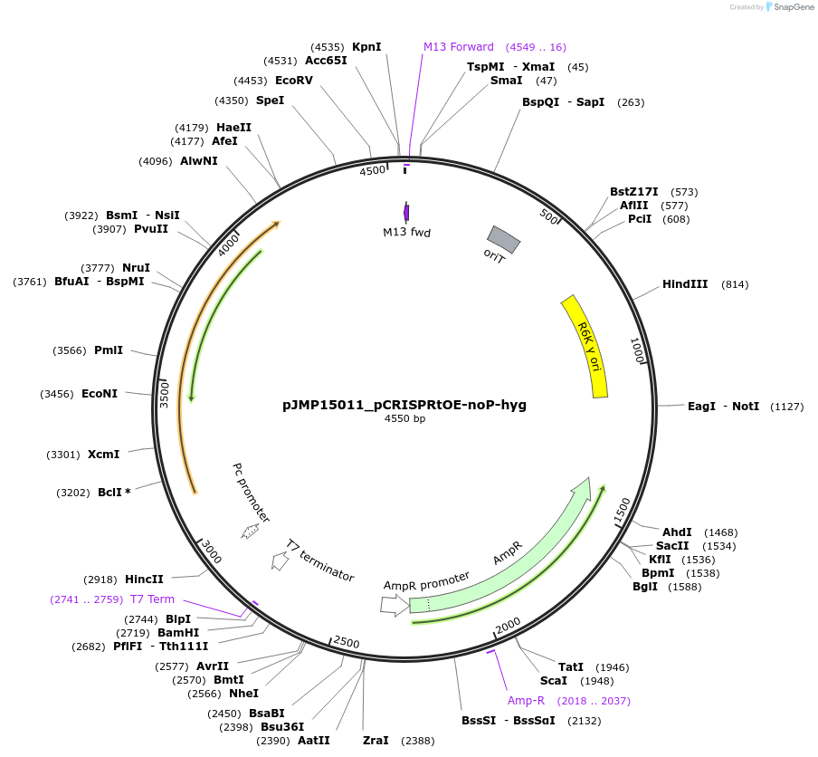 225859-plasmid-map-sequence-id-448425