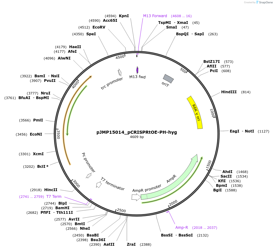 225860-plasmid-map-sequence-id-448426