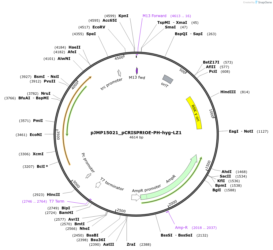 225861-plasmid-map-sequence-id-448427