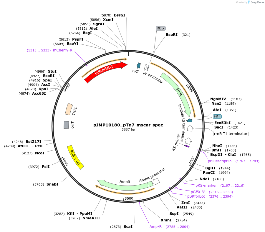 225862-plasmid-map-sequence-id-448428