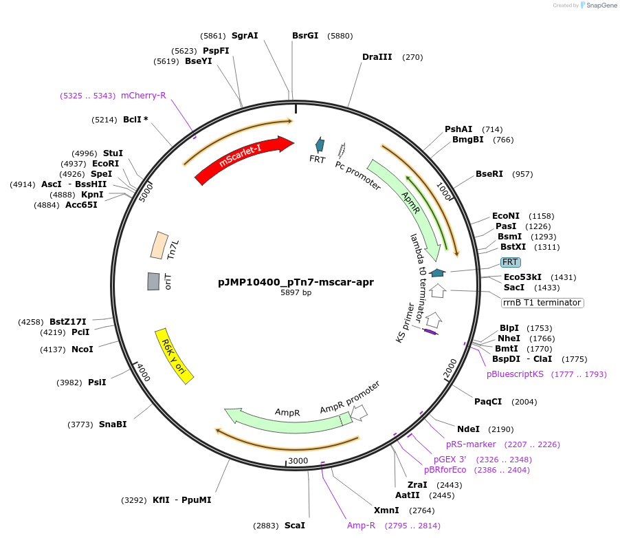 225866-plasmid-map-sequence-id-448429