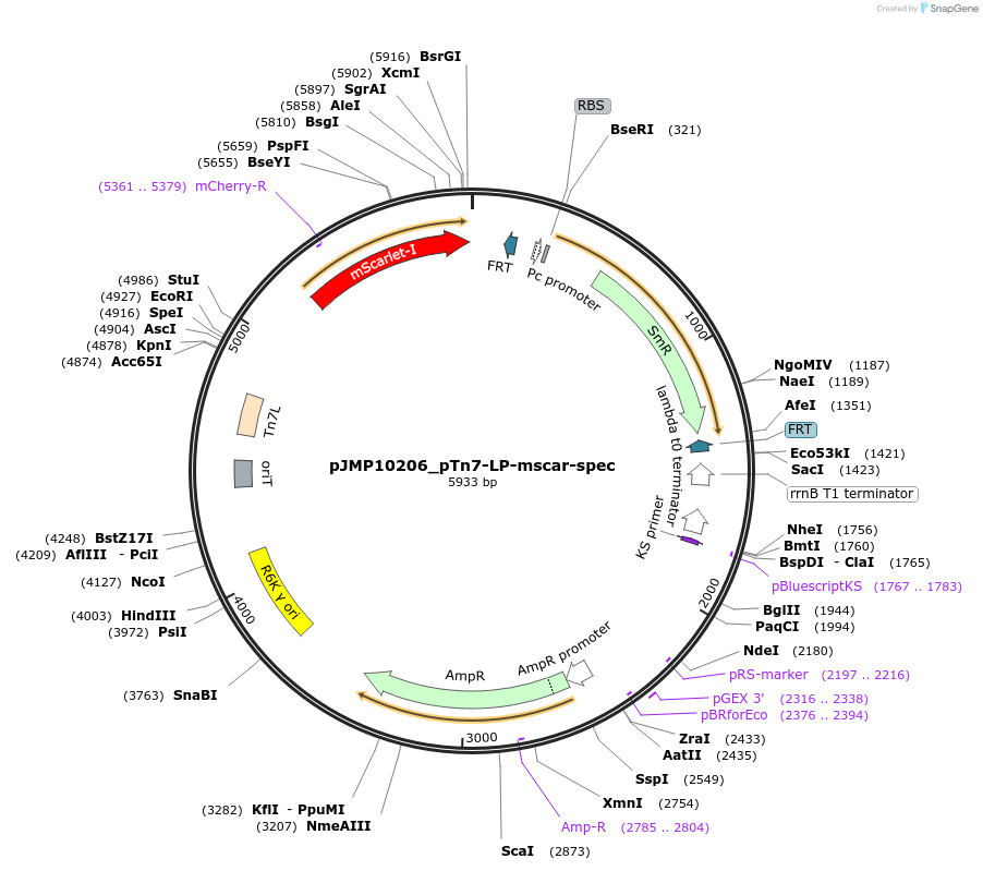 225867-plasmid-map-sequence-id-448430