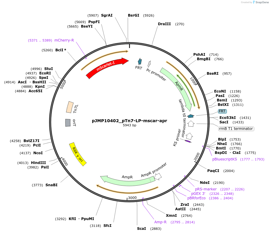 225871-plasmid-map-sequence-id-448431