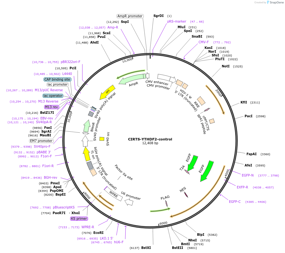 216857-plasmid-map-sequence-id-448432
