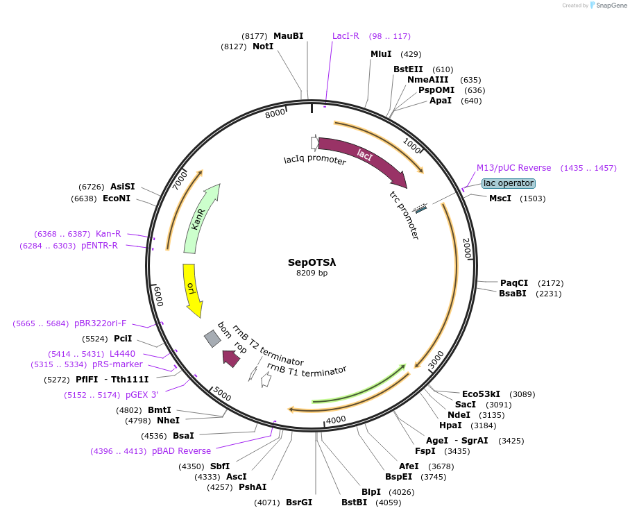 68292-plasmid-map-sequence-id-448434