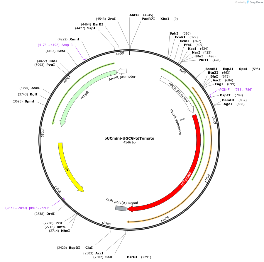 225879-plasmid-map-sequence-id-448436