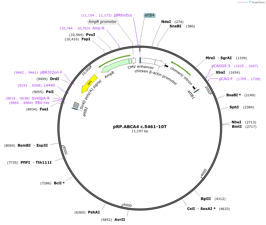 226553-plasmid-map-sequence-id-448438
