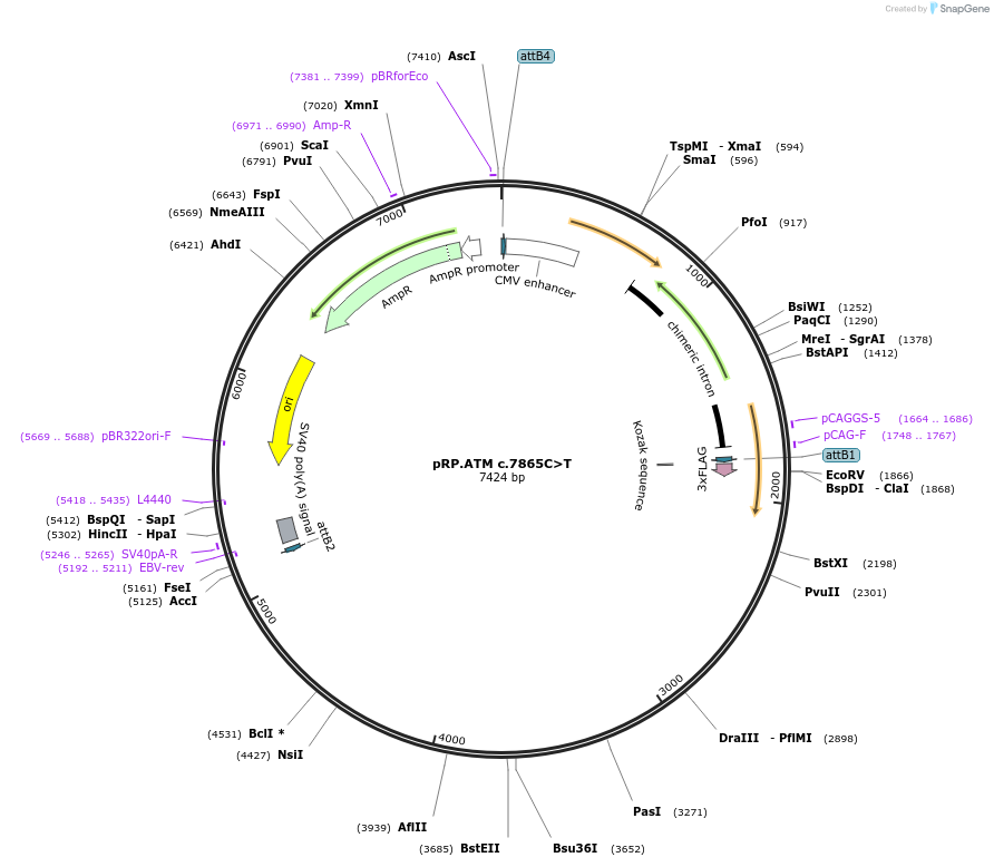 226554-plasmid-map-sequence-id-448440