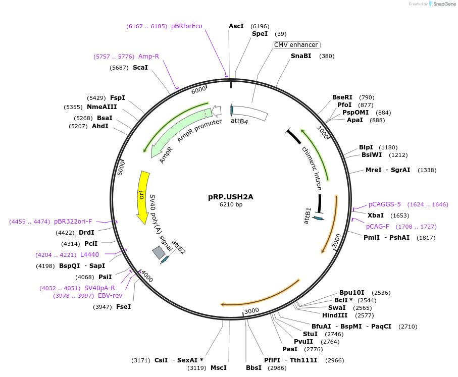 226555-plasmid-map-sequence-id-448442