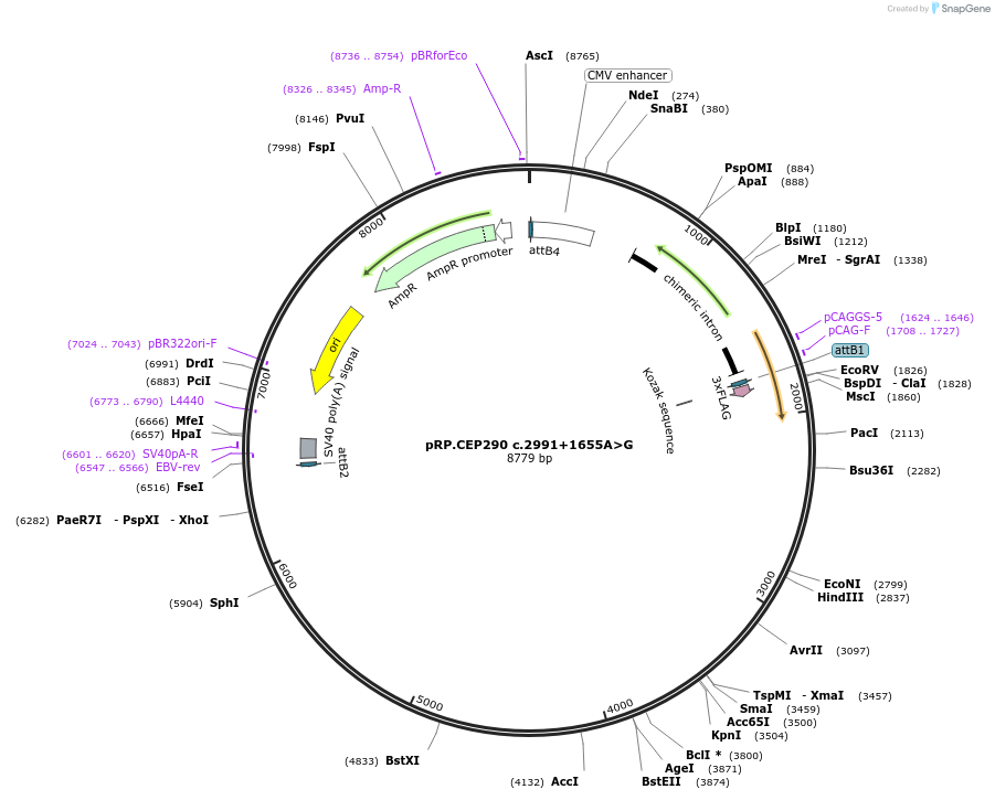 226556-plasmid-map-sequence-id-448444