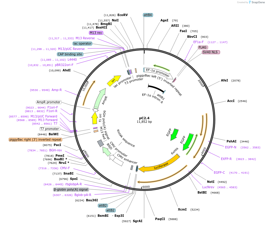 226557-plasmid-map-sequence-id-448448