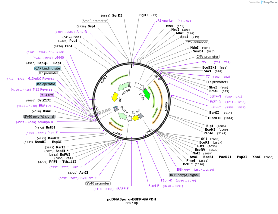 225475-plasmid-map-sequence-id-448450