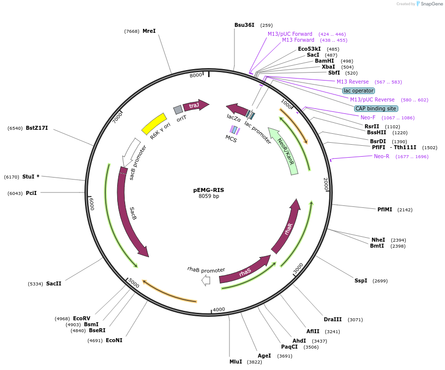 225132-plasmid-map-sequence-id-448454
