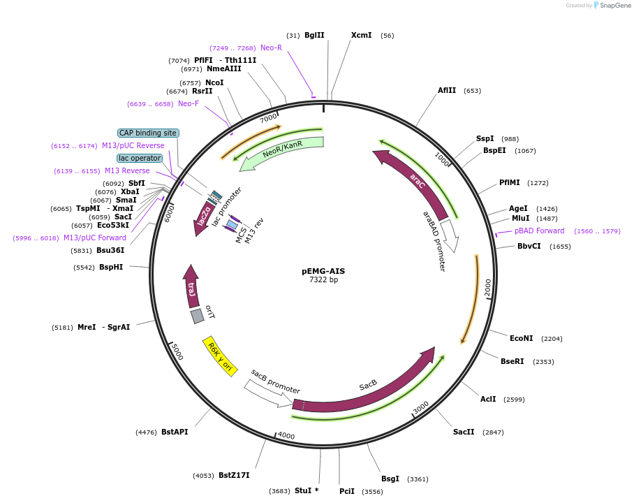 225133-plasmid-map-sequence-id-448455