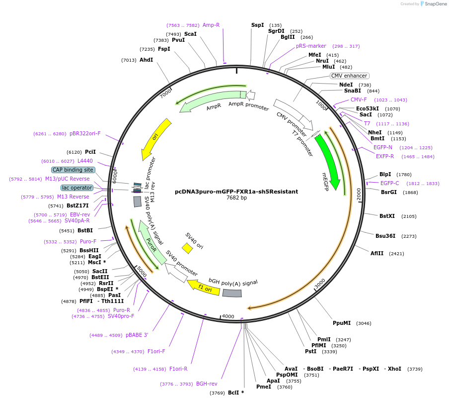 225448-plasmid-map-sequence-id-448463
