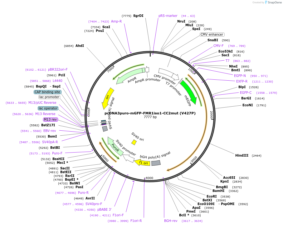 225466-plasmid-map-sequence-id-448469