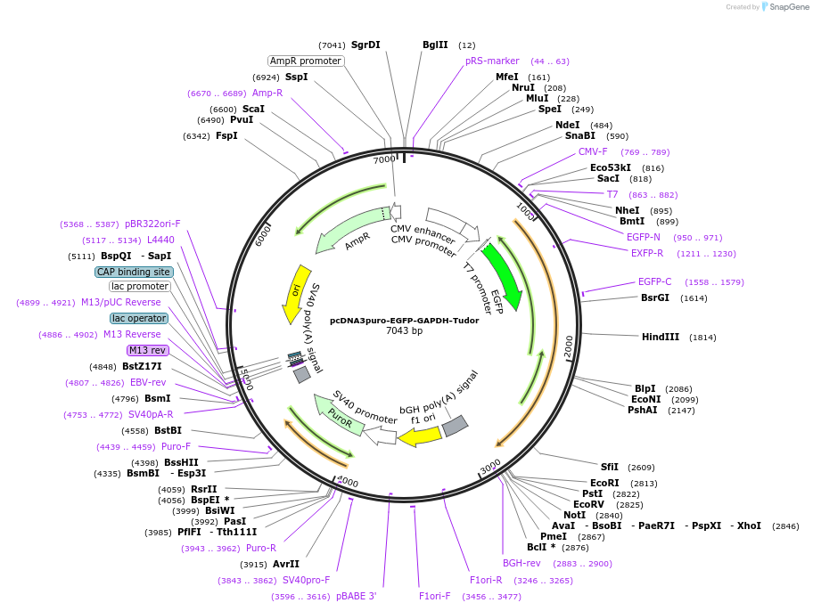 225479-plasmid-map-sequence-id-448472