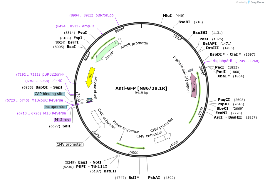 114492-plasmid-map-sequence-id-448484