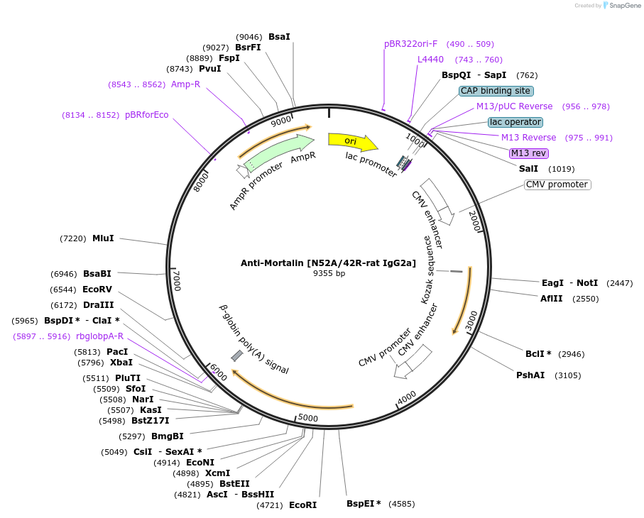225423-plasmid-map-sequence-id-448485